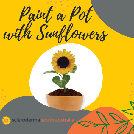 Sunflower in a pot